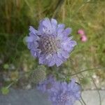 Scabiosa canescens फूल