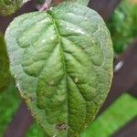 Cotoneaster bullatus 葉