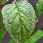 Cotoneaster bullatus Blatt