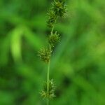 Carex sparganioides Plod