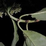 Palicourea luxurians Drugo