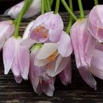 Allium roseum Flower