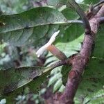 Atractocarpus nigricans