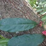Heisteria parvifolia Leaf