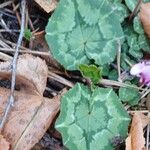 Cyclamen hederifolium Deilen