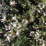 Astragalus sempervirens ফুল