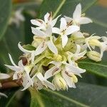 Osmanthus decorus Blüte