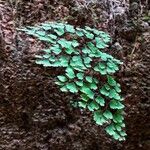 Adiantum capillus-venerisFolha