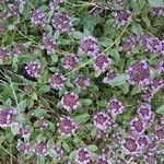 Thymus serpyllum 花
