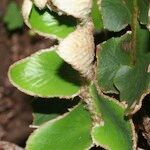 Asplenium aureum Leaf