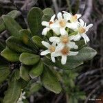 Baloghia buchholzii Flower