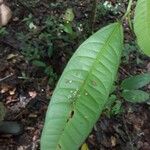 Heisteria cauliflora Leaf