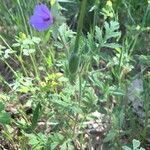 Erodium botrys Blomma