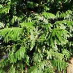 Albizia carbonaria Feuille