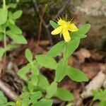 Hypericum kamtschaticum फूल