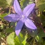 Campanula garganica 花