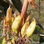 Gentiana lutea Plod