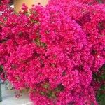 Bougainvillea spectabilisVirág