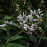 Solanum terminale Flor