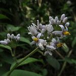 Solanum terminale Flower