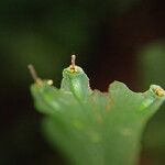 Trichomanes erosum Folha