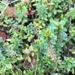 Thymus pulegioides Leaf