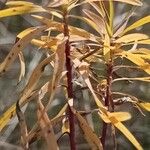 Euphorbia esula Blatt