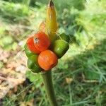 Arum italicumVaisius