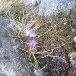 Soldanella alpina Flors
