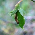 Lathyrus cicera Frutto