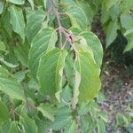 Stachyurus chinensis Folha