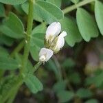 Astragalus hamosus Λουλούδι