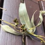 Eucalyptus botryoides 果實