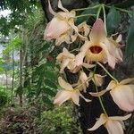 Dendrobium moschatum Kwiat