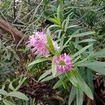 Hebe salicifolia Квітка