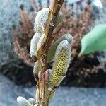Salix triandra 花