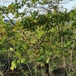 Colophospermum mopane Habit