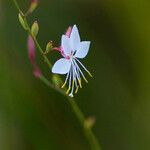 Oenothera lindheimeri Flower