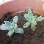 Graptopetalum paraguayenseFeuille