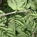 Ateleia herbert-smithii Hoja