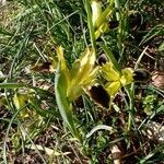Iris tuberosa Blüte