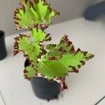 Begonia rex Leaf