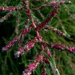 Bassia scoparia Flower