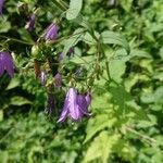 Campanula rapunculoidesFlower