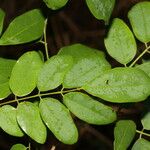 Lennea viridiflora Jani