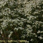 Saxifraga hostii Libunga