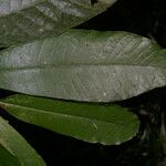 Brosimum lactescens 葉