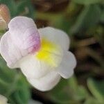 Antirrhinum molle Flor