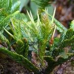 Libocedrus austrocaledonica Staniste