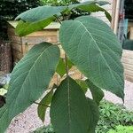 Hydrangea aspera Leaf